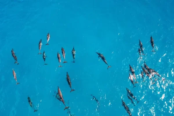 Ultimate Dolphin House Snorkeling Adventure with Lunch in Hurghada