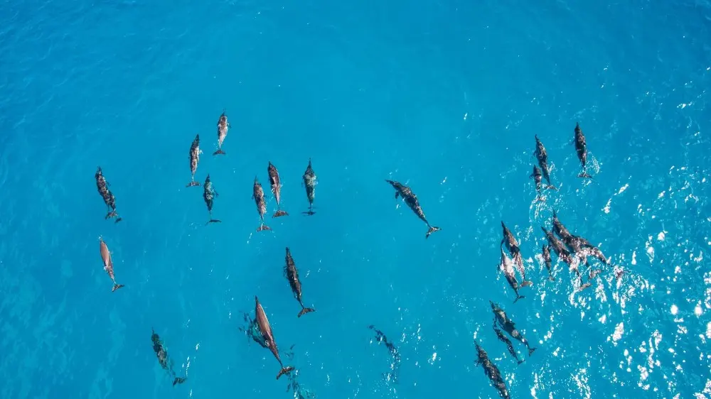Ultimate Dolphin House Snorkeling Adventure with Lunch in Hurghada