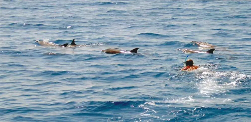 Ultimate Dolphin House Snorkeling Adventure with Lunch in Hurghada