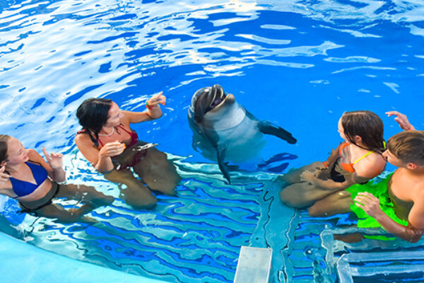 Amazing Dolphin Show Experience in Hurghada