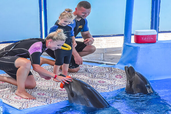 Amazing Dolphin Show Experience in Hurghada