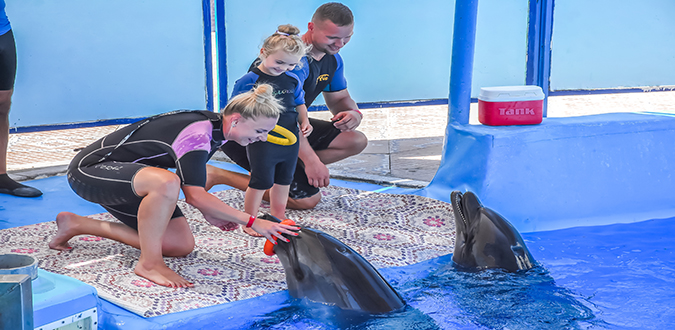 Amazing Dolphin Show Experience in Hurghada