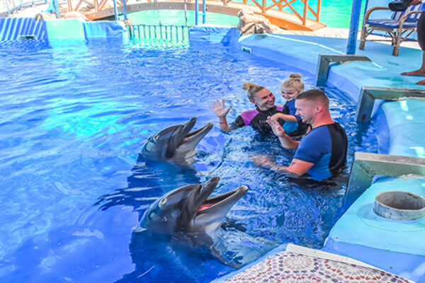 Amazing Dolphin Show Experience in Hurghada