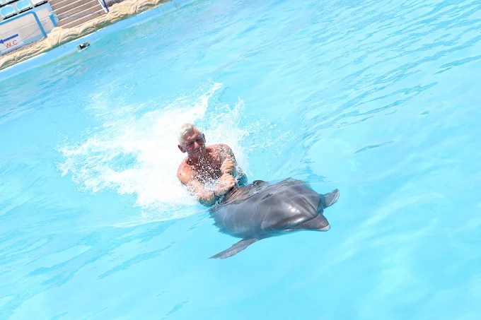 Amazing Dolphin Show Experience in Hurghada