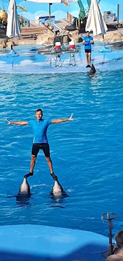Amazing Dolphin Show Experience in Hurghada