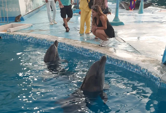 Amazing Dolphin Show Experience in Hurghada