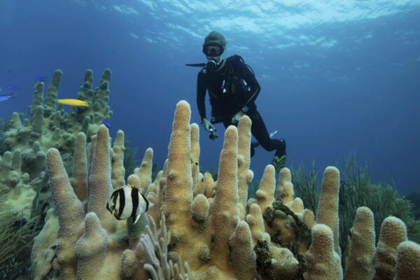 Ultimate Sharm El Naga Snorkeling Adventure & Crystal Reef Experience