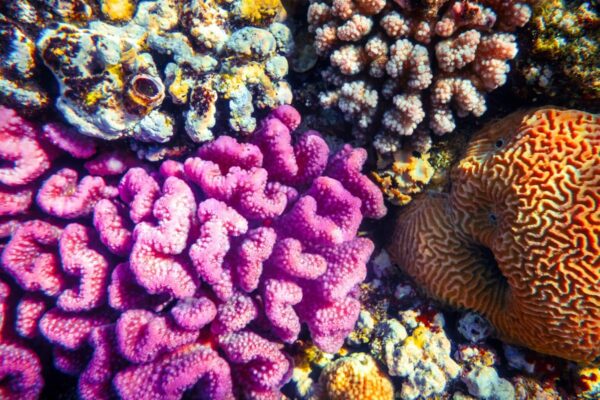 Ultimate Sharm El Naga Snorkeling Adventure & Crystal Reef Experience