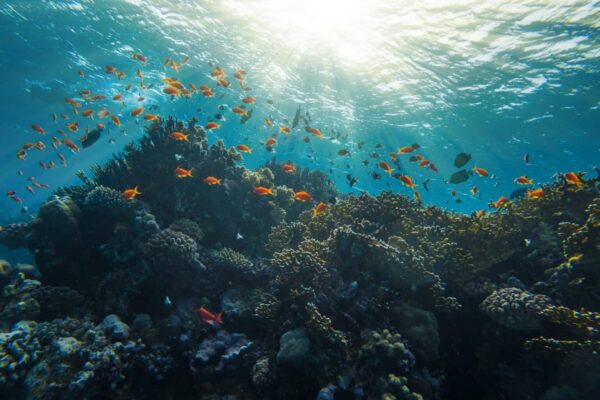 Ultimate Sharm El Naga Snorkeling Adventure & Crystal Reef Experience
