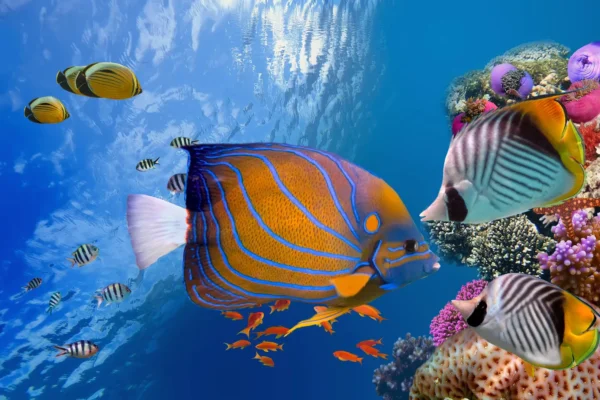 Scuba Diving in Hurghada – Diving Training & Trip