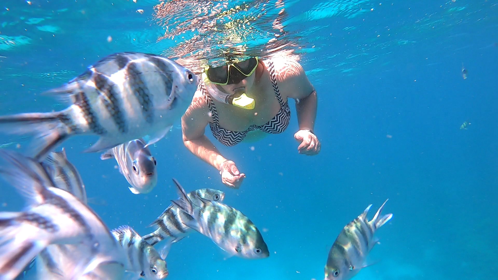Amazing Marsa Mubarak Snorkeling Tour: Encounter the Rare Dugong in Marsa Alam
