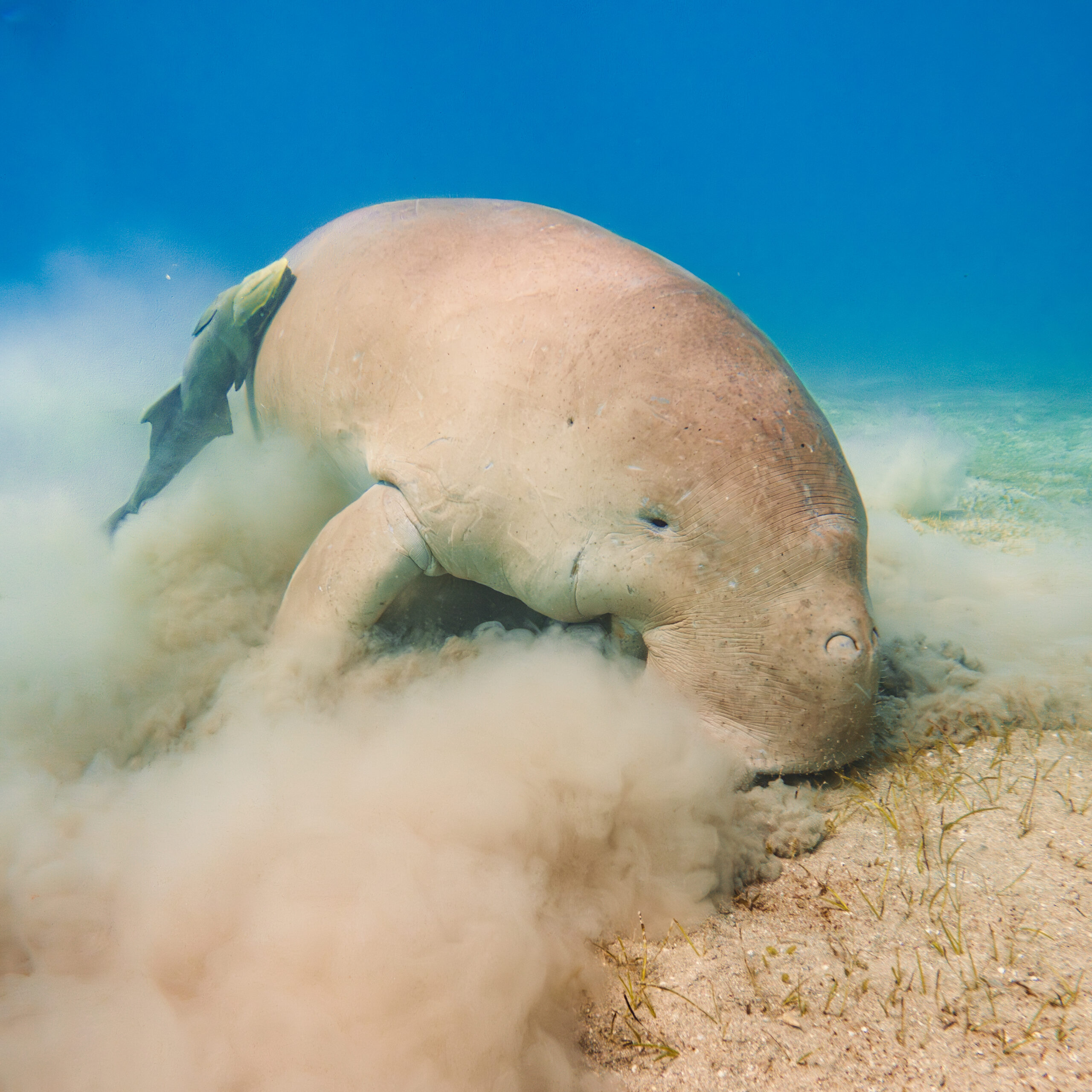 Amazing Marsa Mubarak Snorkeling Tour: Encounter the Rare Dugong in Marsa Alam