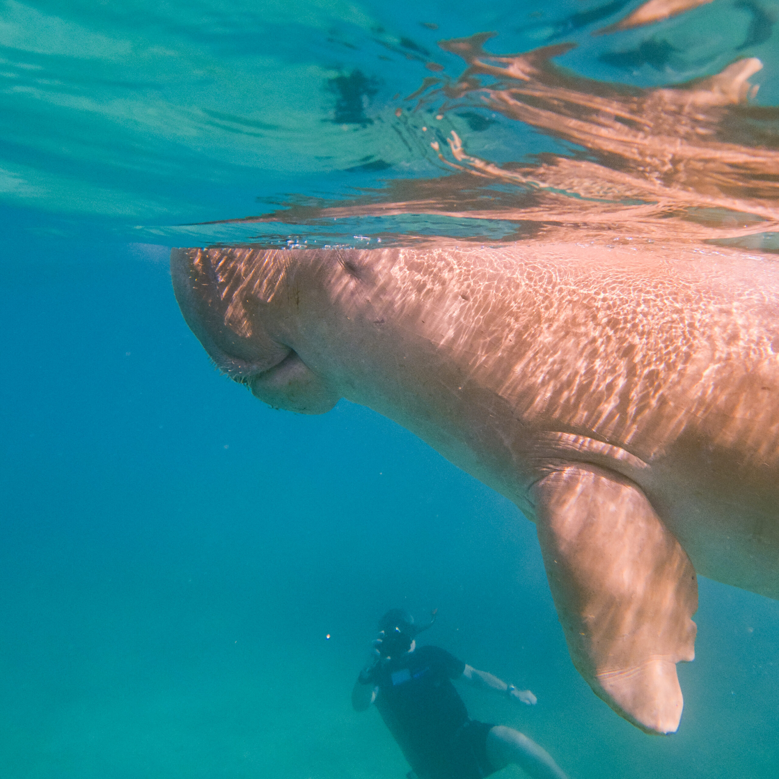 Amazing Marsa Mubarak Snorkeling Tour: Encounter the Rare Dugong in Marsa Alam